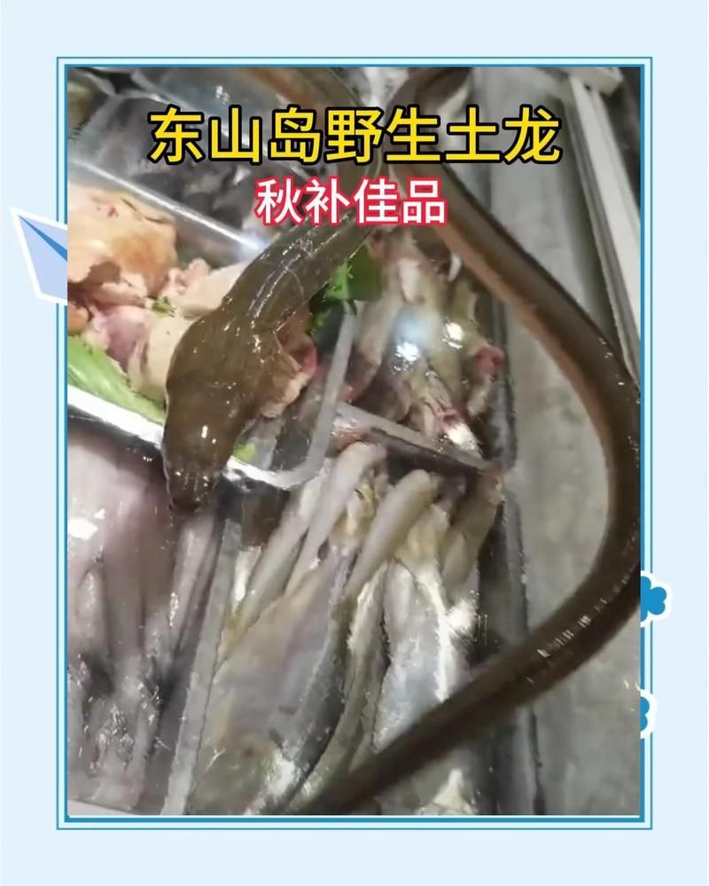 土龍魚有哪些功效，土龍魚有哪些功效？ 土龍魚有哪些功效，土龍魚有哪些功效？ 龍魚百科 第1張