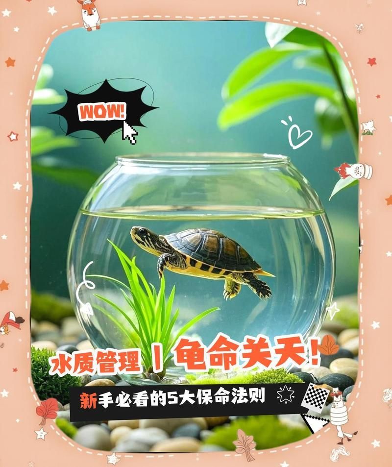 龍龜多久換一次水，龍龜換水頻率取決于多種因素，