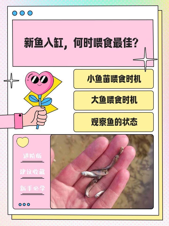 換缸后多久喂食合適，新魚入缸后多久喂食合適，