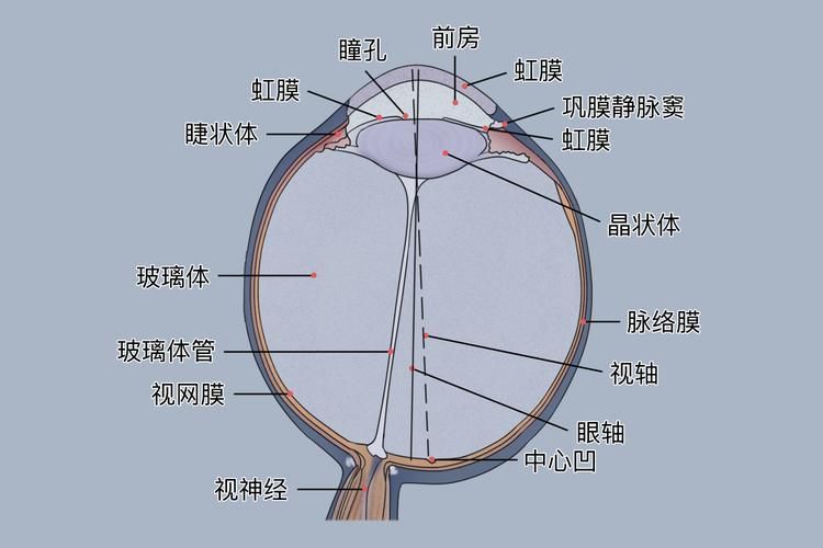 如何預防魚尾充血，西安魚尾充血（眼周血管充血（arxiv論文助手）