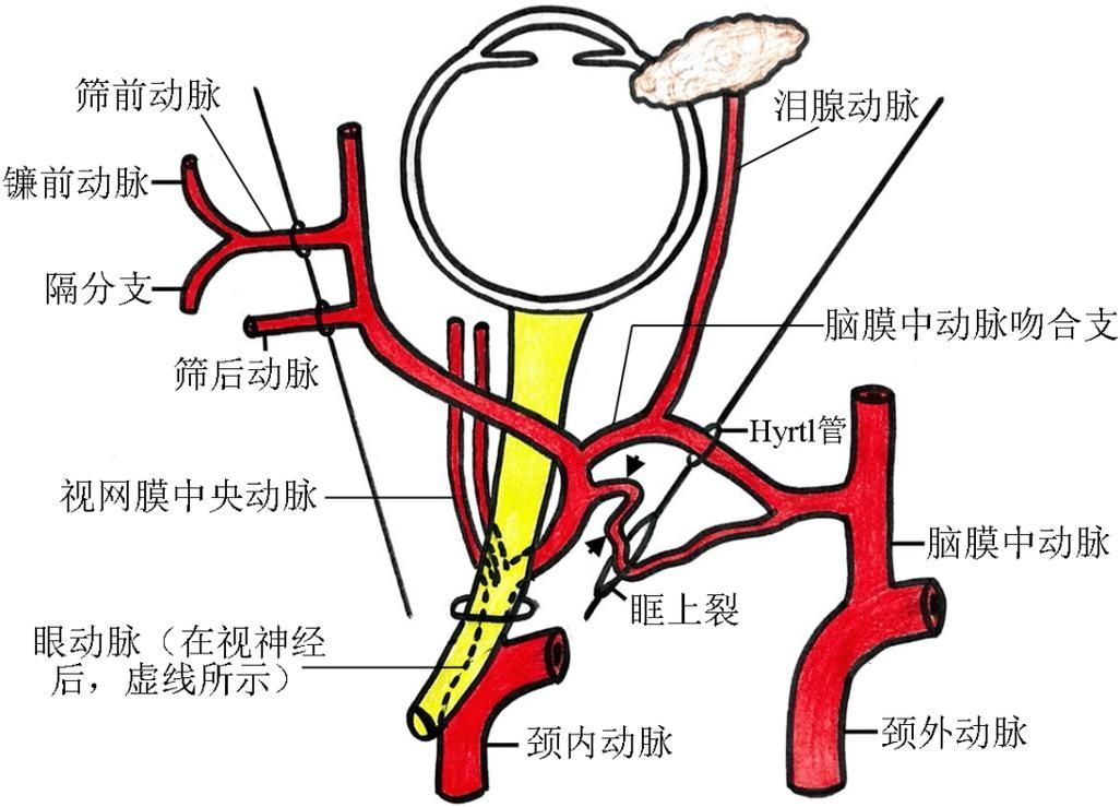如何預防魚尾充血，西安魚尾充血（眼周血管充血（arxiv論文助手）