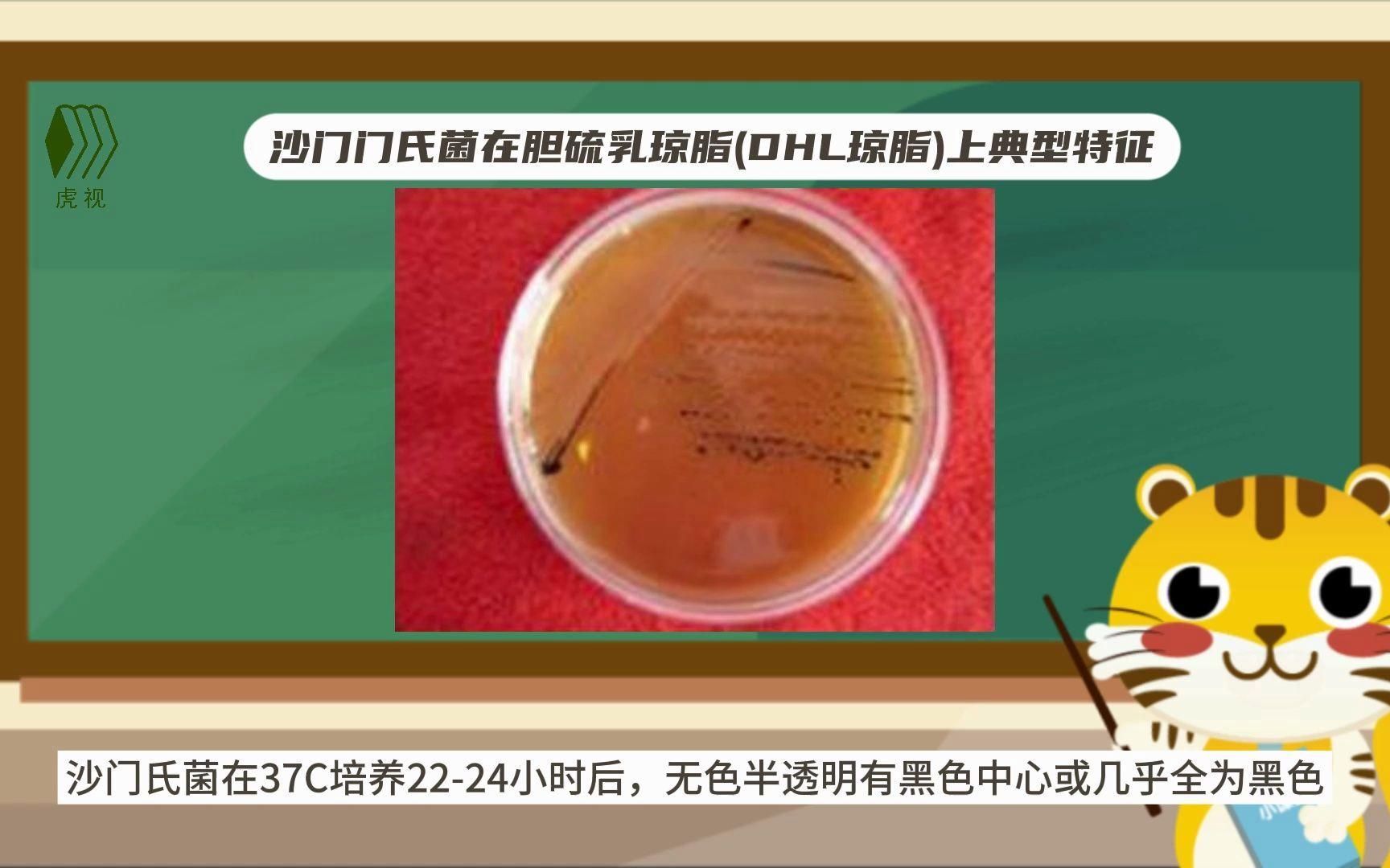 如何區分細菌和真菌的菌落特征，細菌和真菌的菌落特征