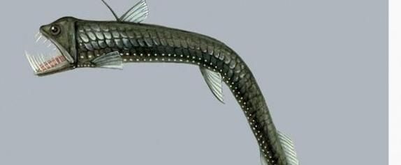 深海龍魚有哪些種類，關于深海龍魚 深海龍魚有哪些種類，關于深海龍魚 龍魚百科 第3張