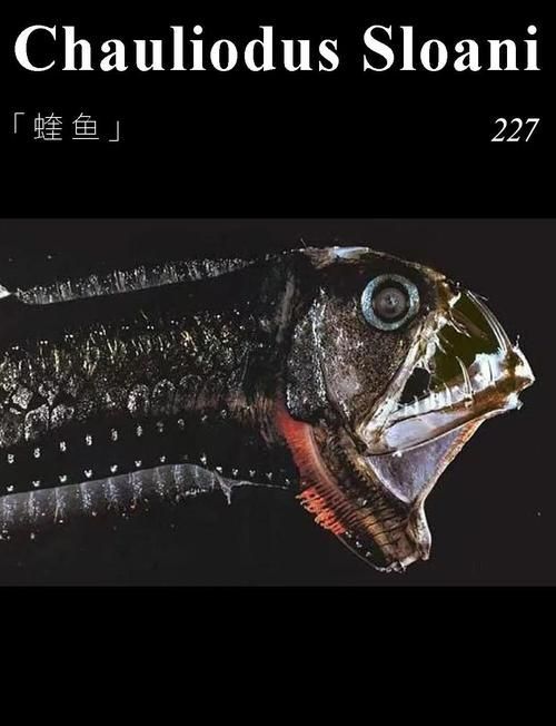深海龍魚有哪些種類，關于深海龍魚 深海龍魚有哪些種類，關于深海龍魚 龍魚百科 第1張