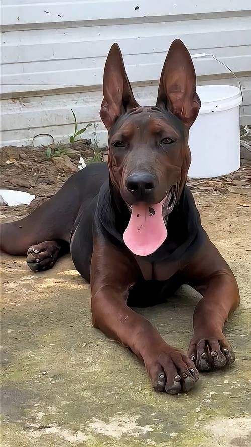 如何區分萊州紅犬和其他犬種，如何區分萊州紅犬
