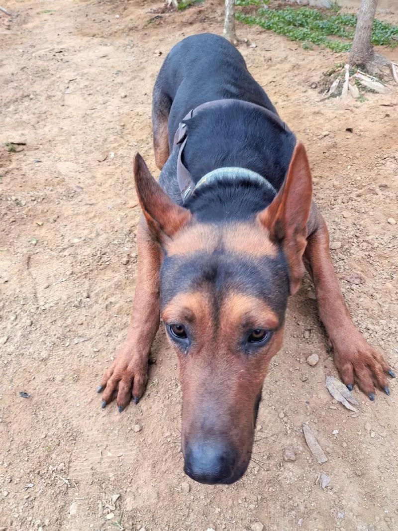 如何區分萊州紅犬和其他犬種，如何區分萊州紅犬