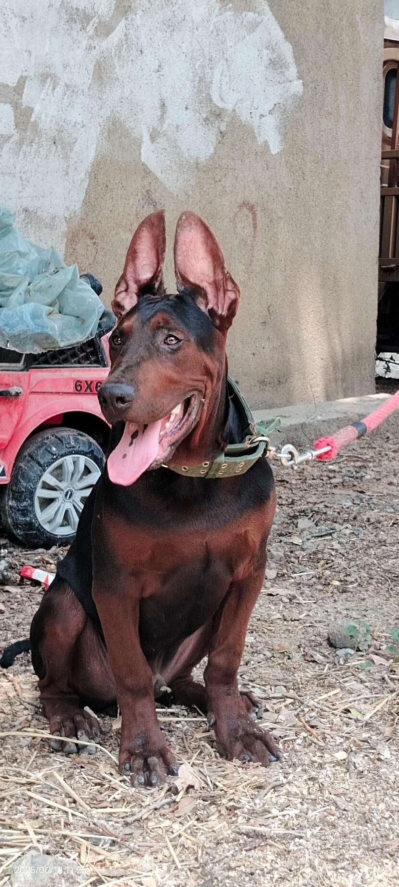 如何區分萊州紅犬和其他犬種，如何區分萊州紅犬