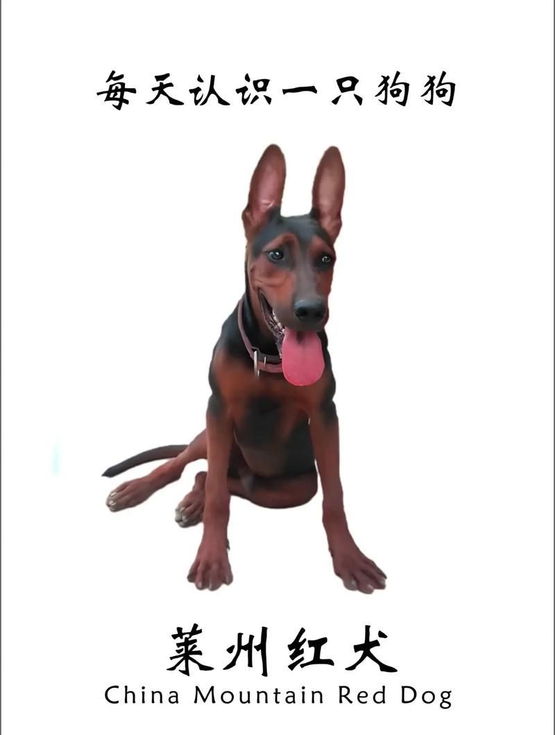 如何區分萊州紅犬和其他犬種，如何區分萊州紅犬