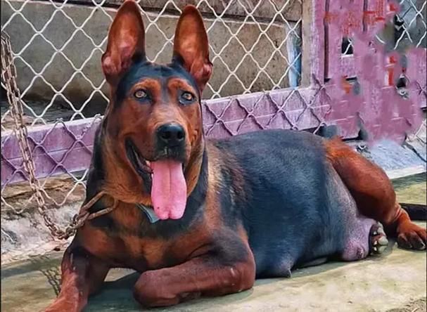 如何區分萊州紅犬和其他犬種，如何區分萊州紅犬