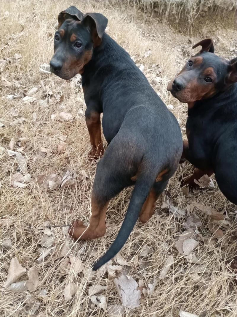 如何區分萊州紅犬和其他犬種，如何區分萊州紅犬