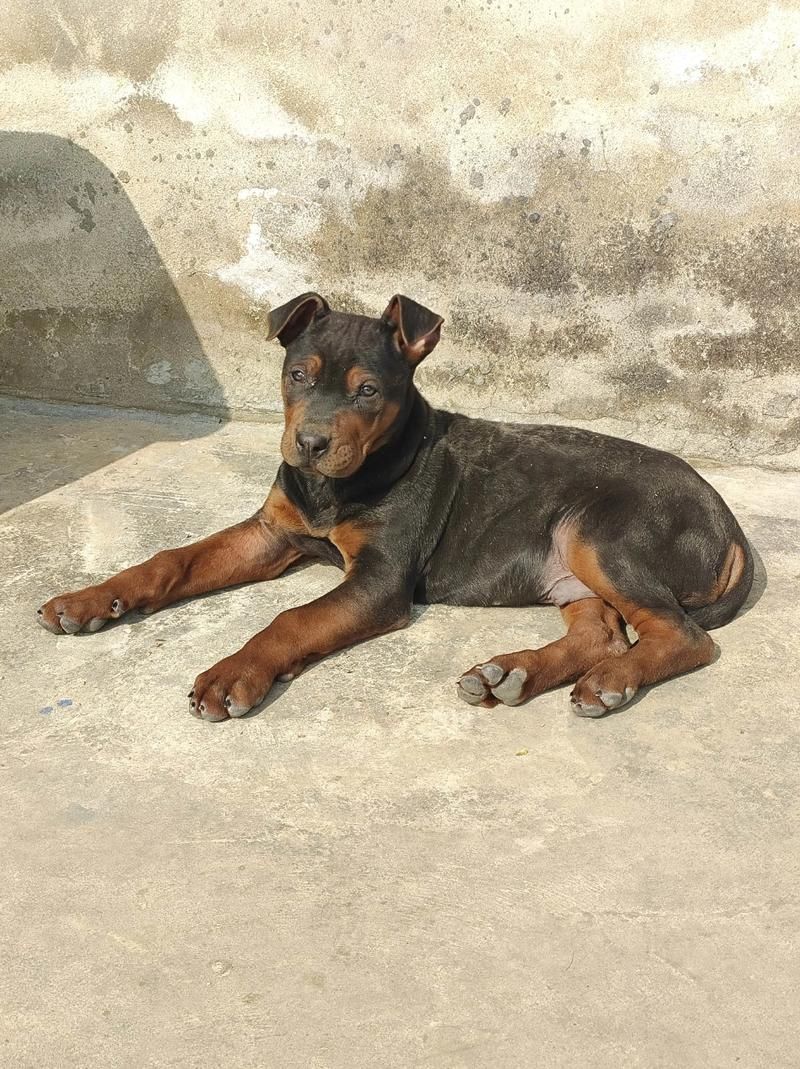 如何區分萊州紅犬和其他犬種，如何區分萊州紅犬