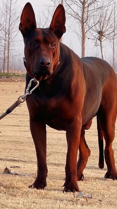 如何區分萊州紅犬和其他犬種，如何區分萊州紅犬