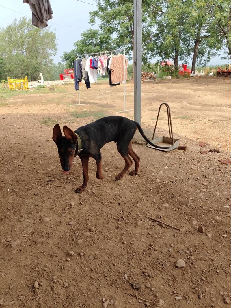 如何區分萊州紅犬和其他犬種，如何區分萊州紅犬