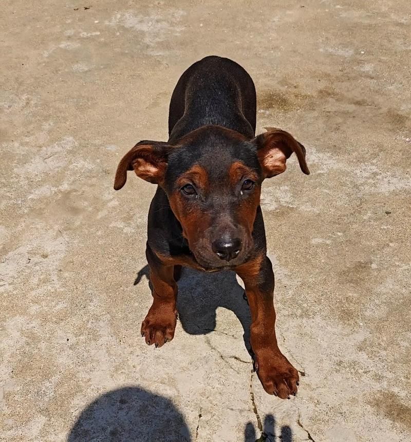 如何區分萊州紅犬和其他犬種，如何區分萊州紅犬