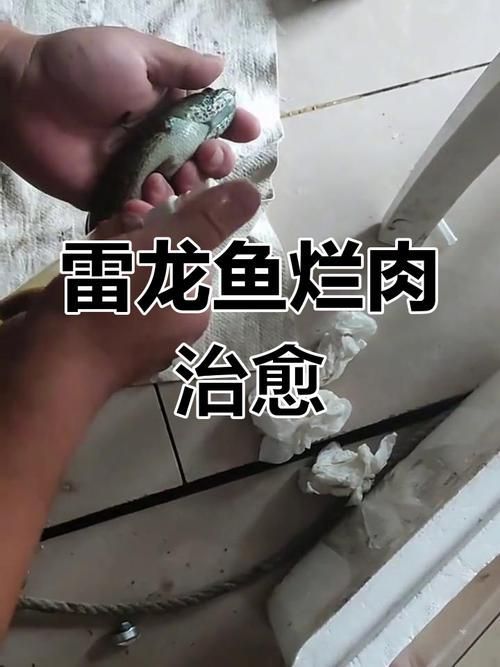 龍魚傷口露肉如何護理，龍魚傷口露肉如何護理,龍魚傷口露肉如何護理龍魚傷口露肉