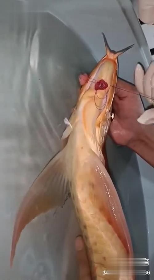 龍魚傷口露肉如何護理，龍魚傷口露肉如何護理,龍魚傷口露肉如何護理龍魚傷口露肉