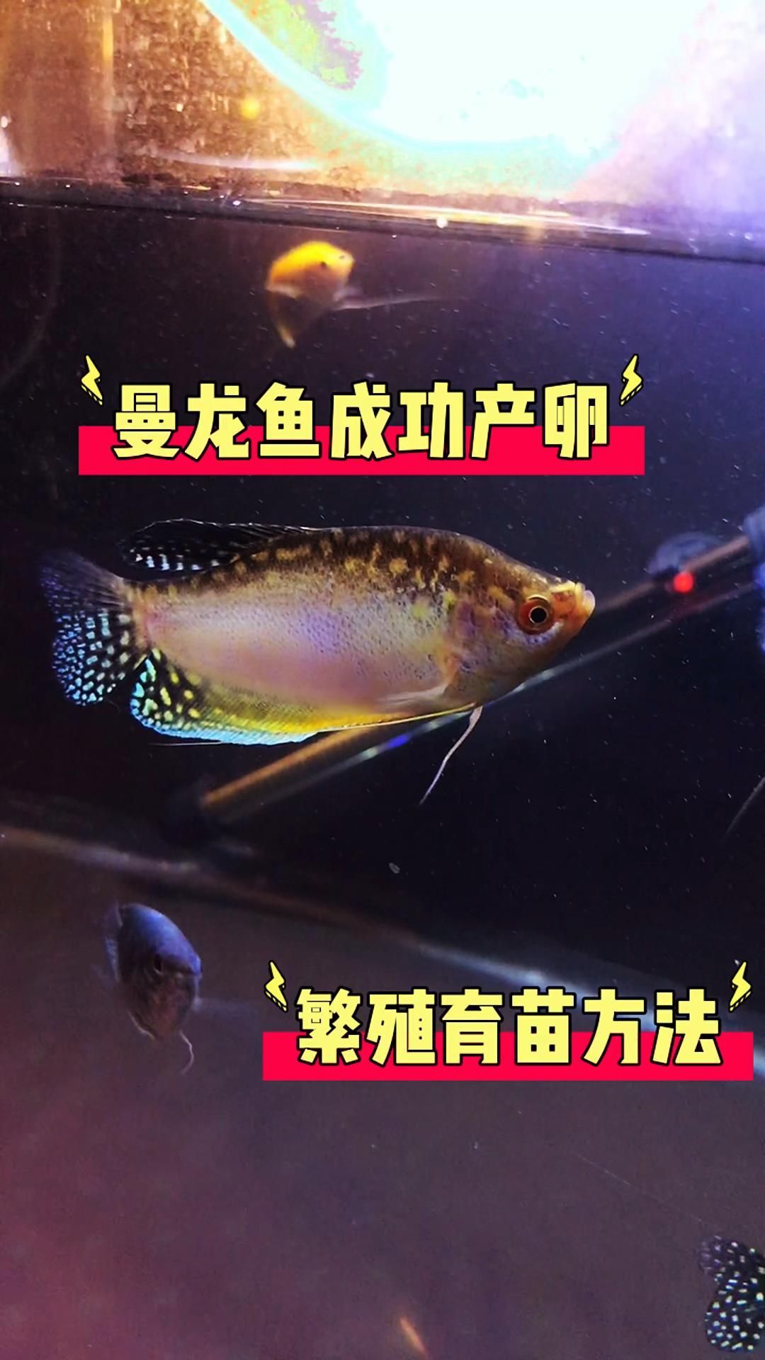 曼龍魚的繁殖過程是怎樣的？，曼龍魚怎么繁殖