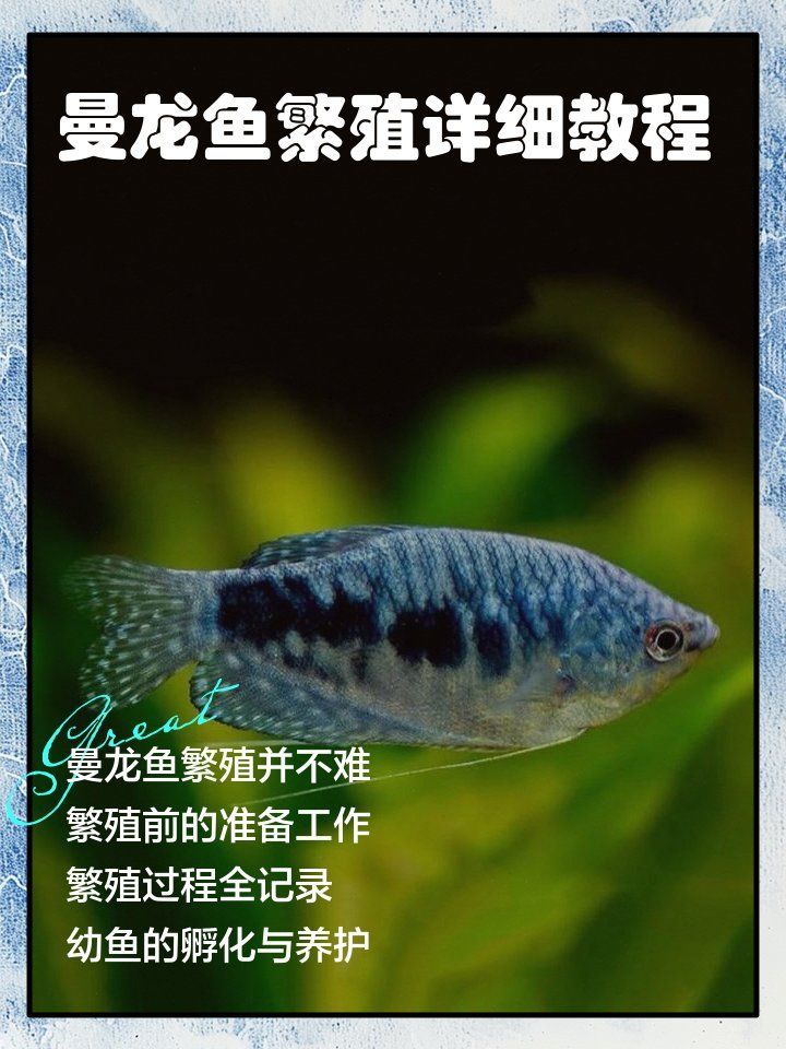曼龍魚的繁殖過程是怎樣的？，曼龍魚怎么繁殖