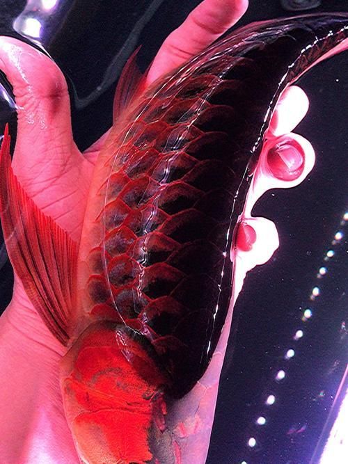 印尼紅龍有哪些顏色等級(jí)，印尼紅龍的顏色等級(jí) 印尼紅龍有哪些顏色等級(jí)，印尼紅龍的顏色等級(jí) 龍魚(yú)百科 第1張