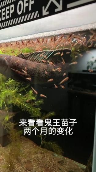 能否提供鬼王雷龍魚的圖片，“鬼王雷龍魚”或“鬼王雷龍魚”或“鬼王雷龍”圖片