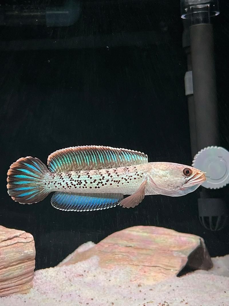 能否提供鬼王雷龍魚的圖片，“鬼王雷龍魚”或“鬼王雷龍魚”或“鬼王雷龍”圖片