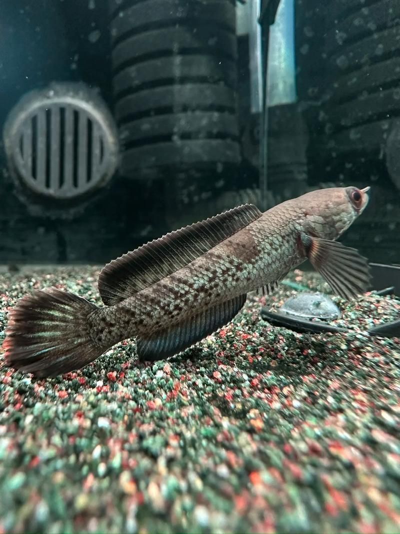 能否提供鬼王雷龍魚的圖片，“鬼王雷龍魚”或“鬼王雷龍魚”或“鬼王雷龍”圖片