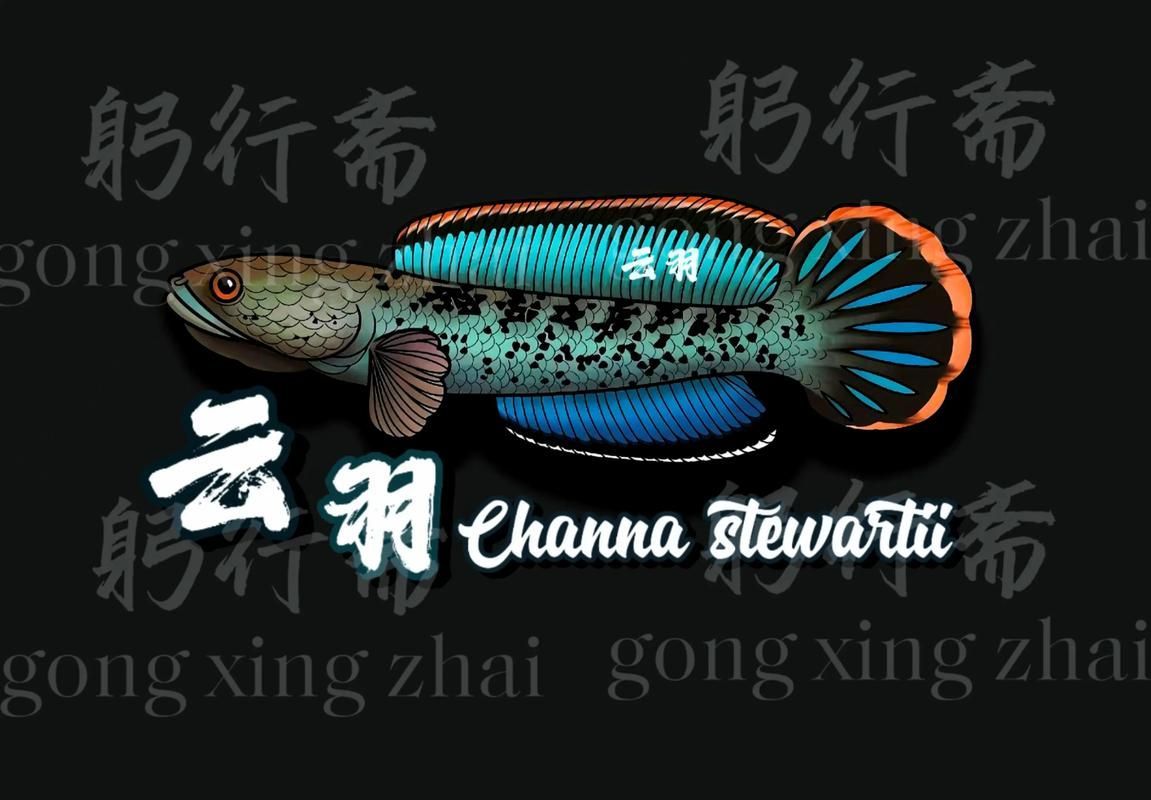 能否提供鬼王雷龍魚的圖片，“鬼王雷龍魚”或“鬼王雷龍魚”或“鬼王雷龍”圖片