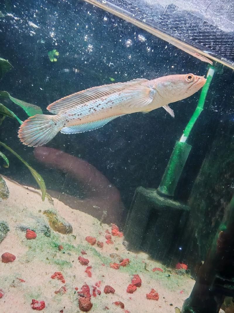 能否提供鬼王雷龍魚的圖片，“鬼王雷龍魚”或“鬼王雷龍魚”或“鬼王雷龍”圖片
