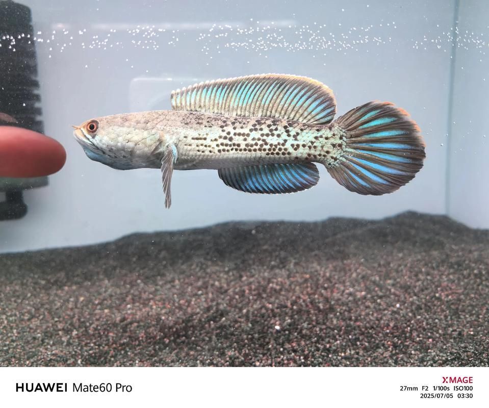 能否提供鬼王雷龍魚的圖片，“鬼王雷龍魚”或“鬼王雷龍魚”或“鬼王雷龍”圖片