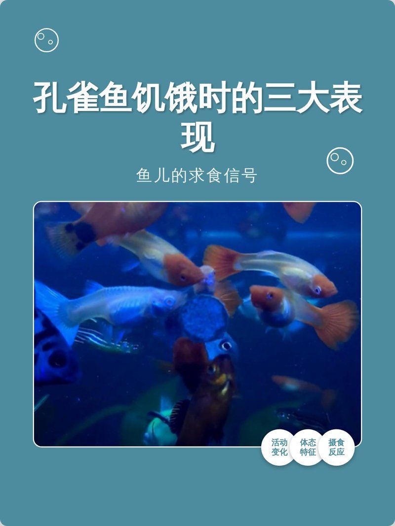如何判斷孔雀魚是否需要進食，如何判斷孔雀魚是否需要進食，