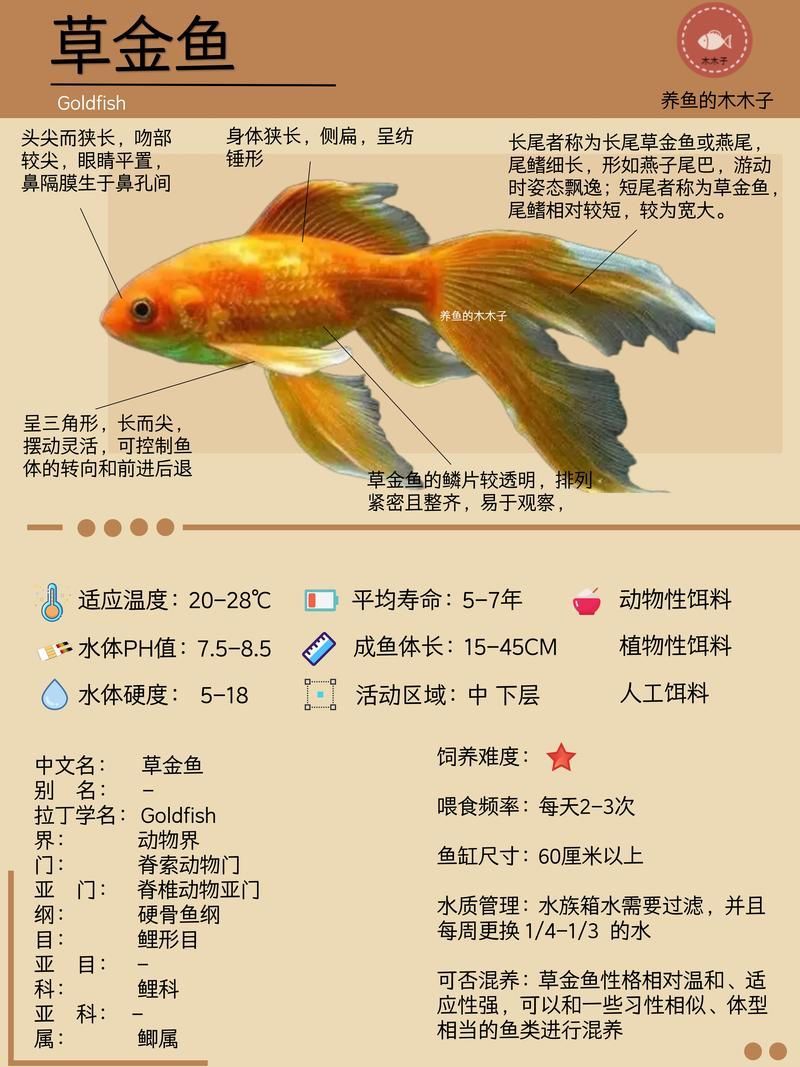 6cm金魚多久能長到20cm，6cm金魚多久能長到20cm所需時間詳細解釋6cm到20cm
