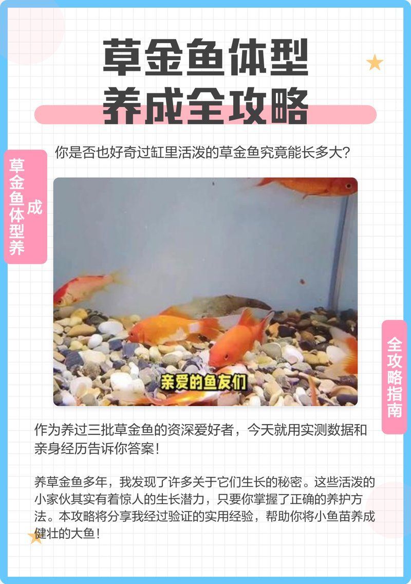 6cm金魚多久能長到20cm，6cm金魚多久能長到20cm所需時間詳細解釋6cm到20cm