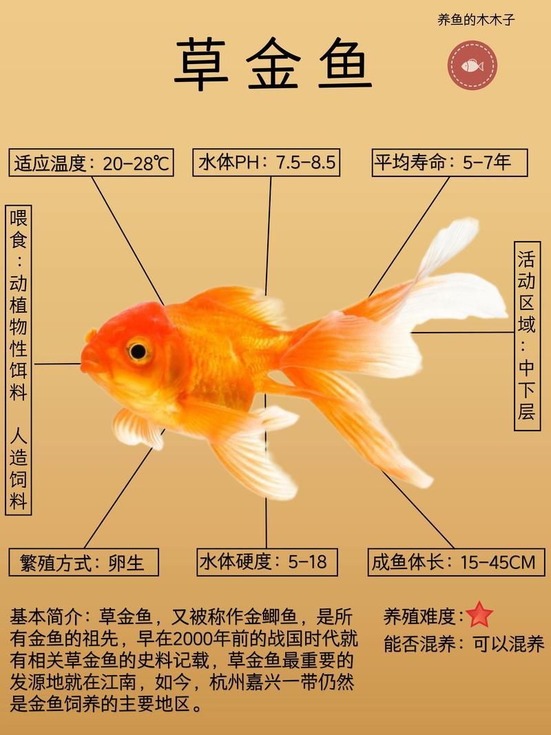 6cm金魚多久能長到20cm，6cm金魚多久能長到20cm所需時間詳細解釋6cm到20cm