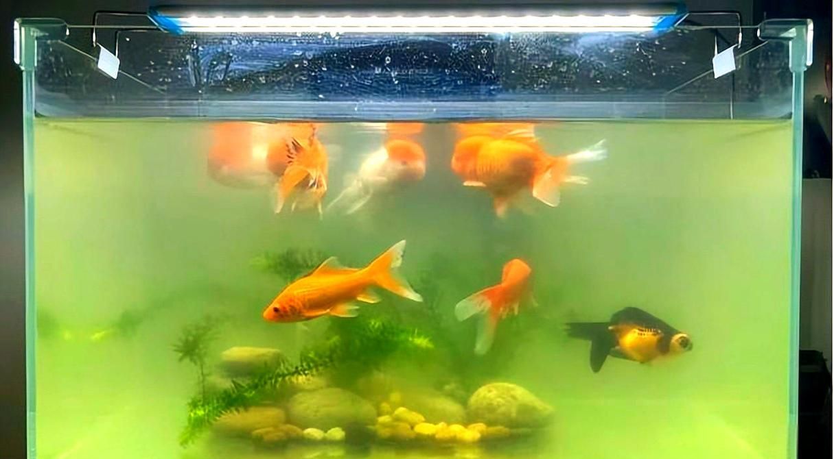 給我一些觀賞魚缸水渾濁的圖片,觀賞魚缸水渾濁是養魚過程中極為常見的問題 龍魚百科 第18張 給我一些觀賞魚缸水渾濁的圖片,觀賞魚缸水渾濁是養魚過程中極為常見的問題 給我一些觀賞魚缸水渾濁的圖片,觀賞魚缸水渾濁是養魚過程中極為常見的問題 龍魚百科 第18張