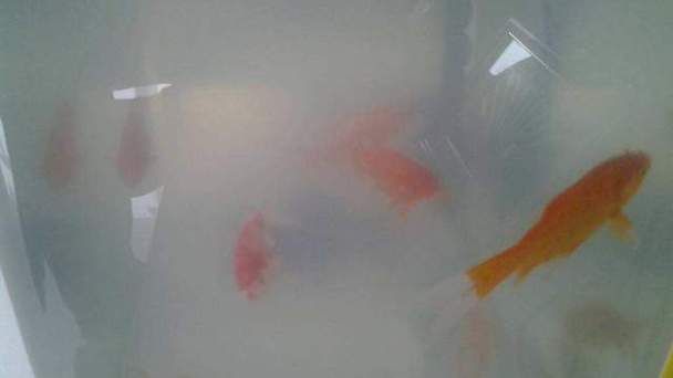 給我一些觀賞魚缸水渾濁的圖片,觀賞魚缸水渾濁是養魚過程中極為常見的問題 龍魚百科 第12張 給我一些觀賞魚缸水渾濁的圖片,觀賞魚缸水渾濁是養魚過程中極為常見的問題 給我一些觀賞魚缸水渾濁的圖片,觀賞魚缸水渾濁是養魚過程中極為常見的問題 龍魚百科 第12張