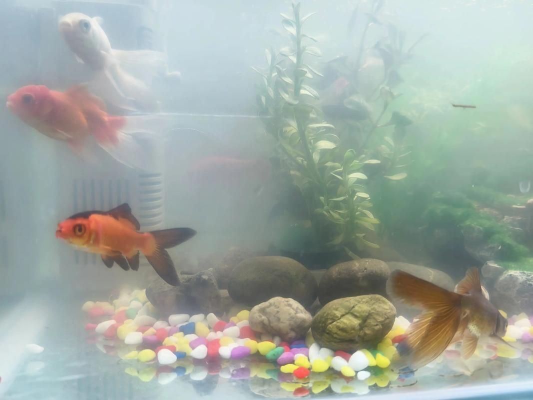 給我一些觀賞魚缸水渾濁的圖片,觀賞魚缸水渾濁是養魚過程中極為常見的問題 龍魚百科 第8張 給我一些觀賞魚缸水渾濁的圖片,觀賞魚缸水渾濁是養魚過程中極為常見的問題 給我一些觀賞魚缸水渾濁的圖片,觀賞魚缸水渾濁是養魚過程中極為常見的問題 龍魚百科 第8張
