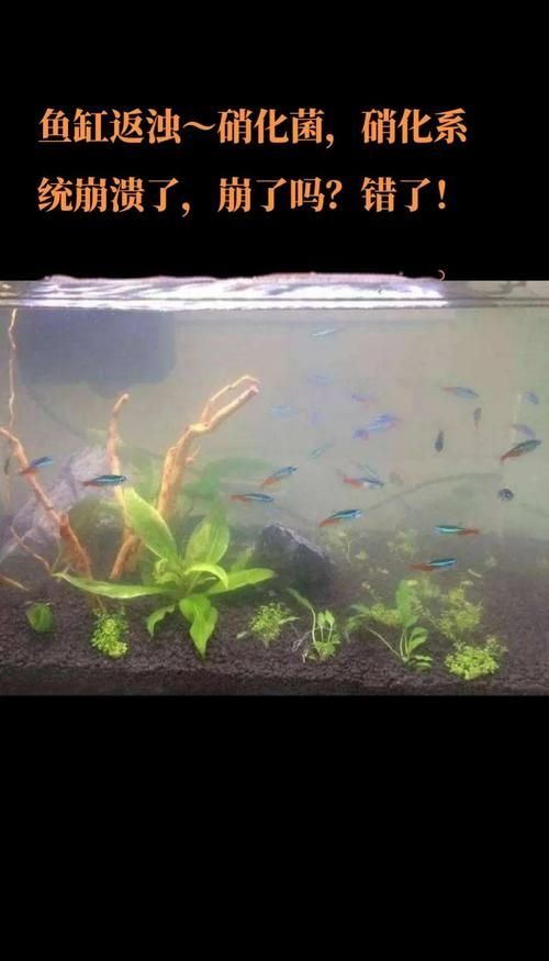 給我一些觀賞魚缸水渾濁的圖片,觀賞魚缸水渾濁是養魚過程中極為常見的問題 龍魚百科 第15張 給我一些觀賞魚缸水渾濁的圖片,觀賞魚缸水渾濁是養魚過程中極為常見的問題 給我一些觀賞魚缸水渾濁的圖片,觀賞魚缸水渾濁是養魚過程中極為常見的問題 龍魚百科 第15張