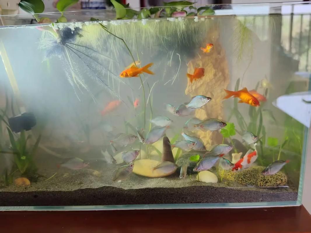 給我一些觀賞魚缸水渾濁的圖片,觀賞魚缸水渾濁是養魚過程中極為常見的問題 龍魚百科 第2張 給我一些觀賞魚缸水渾濁的圖片,觀賞魚缸水渾濁是養魚過程中極為常見的問題 給我一些觀賞魚缸水渾濁的圖片,觀賞魚缸水渾濁是養魚過程中極為常見的問題 龍魚百科 第2張