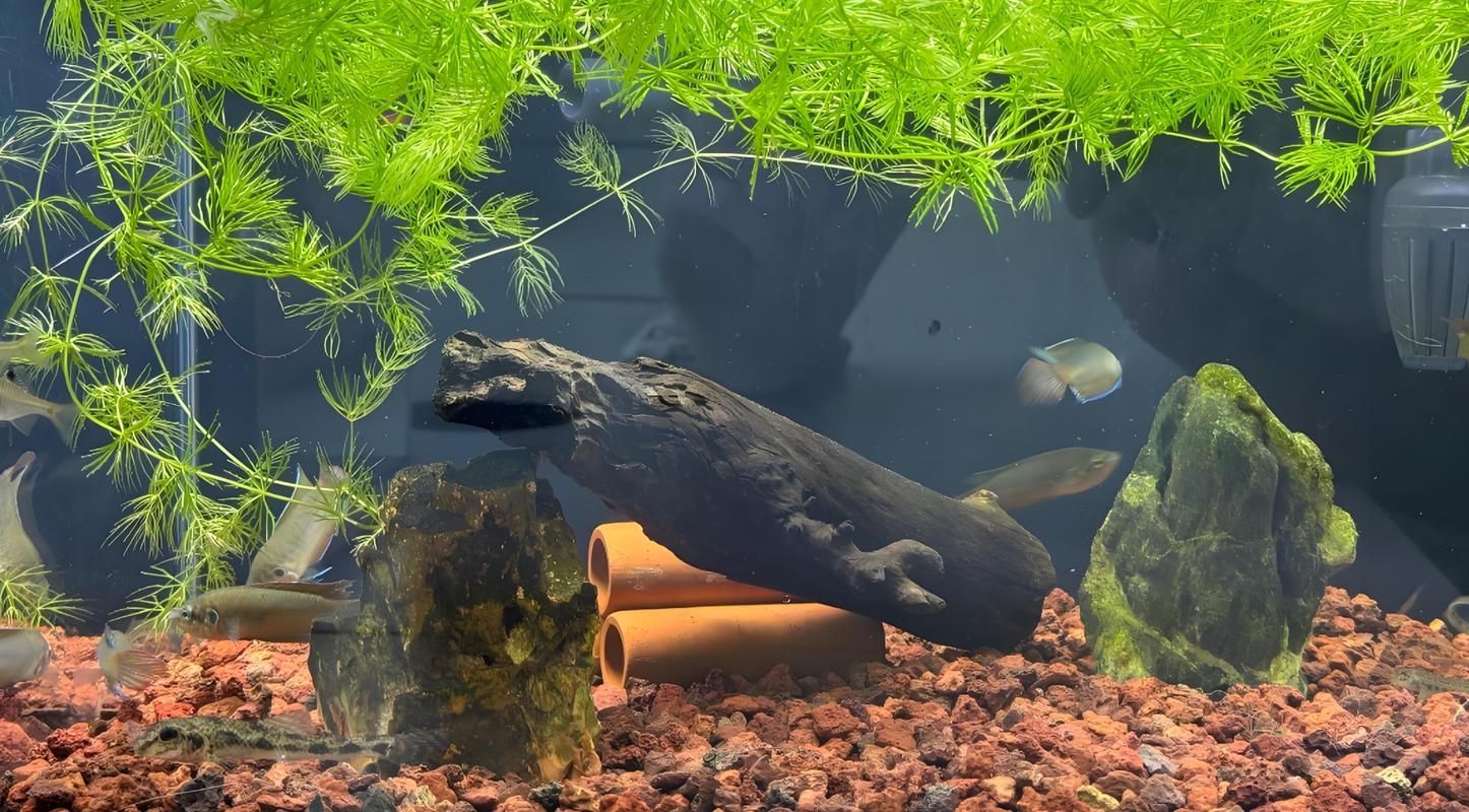 給我一些觀賞魚缸水渾濁的圖片,觀賞魚缸水渾濁是養魚過程中極為常見的問題 龍魚百科 第10張 給我一些觀賞魚缸水渾濁的圖片,觀賞魚缸水渾濁是養魚過程中極為常見的問題 給我一些觀賞魚缸水渾濁的圖片,觀賞魚缸水渾濁是養魚過程中極為常見的問題 龍魚百科 第10張