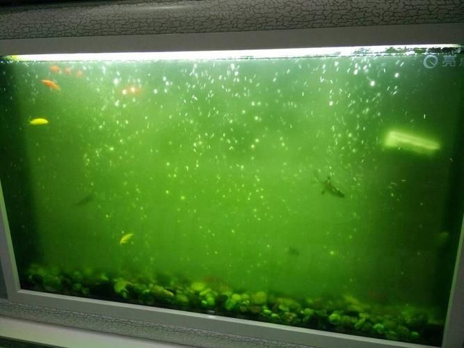 給我一些觀賞魚缸水渾濁的圖片,觀賞魚缸水渾濁是養魚過程中極為常見的問題 龍魚百科 第6張 給我一些觀賞魚缸水渾濁的圖片,觀賞魚缸水渾濁是養魚過程中極為常見的問題 給我一些觀賞魚缸水渾濁的圖片,觀賞魚缸水渾濁是養魚過程中極為常見的問題 龍魚百科 第6張