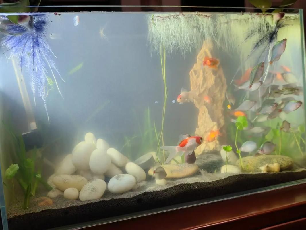 給我一些觀賞魚缸水渾濁的圖片,觀賞魚缸水渾濁是養魚過程中極為常見的問題 龍魚百科 第1張 給我一些觀賞魚缸水渾濁的圖片,觀賞魚缸水渾濁是養魚過程中極為常見的問題 給我一些觀賞魚缸水渾濁的圖片,觀賞魚缸水渾濁是養魚過程中極為常見的問題 龍魚百科 第1張