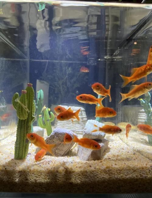 給我一些觀賞魚缸水渾濁的圖片,觀賞魚缸水渾濁是養魚過程中極為常見的問題 龍魚百科 第16張 給我一些觀賞魚缸水渾濁的圖片,觀賞魚缸水渾濁是養魚過程中極為常見的問題 給我一些觀賞魚缸水渾濁的圖片,觀賞魚缸水渾濁是養魚過程中極為常見的問題 龍魚百科 第16張