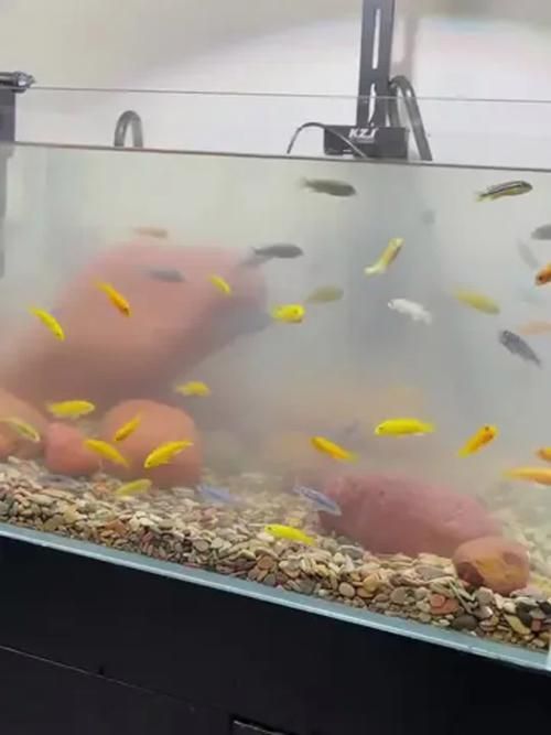 給我一些觀賞魚缸水渾濁的圖片,觀賞魚缸水渾濁是養魚過程中極為常見的問題 龍魚百科 第7張 給我一些觀賞魚缸水渾濁的圖片,觀賞魚缸水渾濁是養魚過程中極為常見的問題 給我一些觀賞魚缸水渾濁的圖片,觀賞魚缸水渾濁是養魚過程中極為常見的問題 龍魚百科 第7張