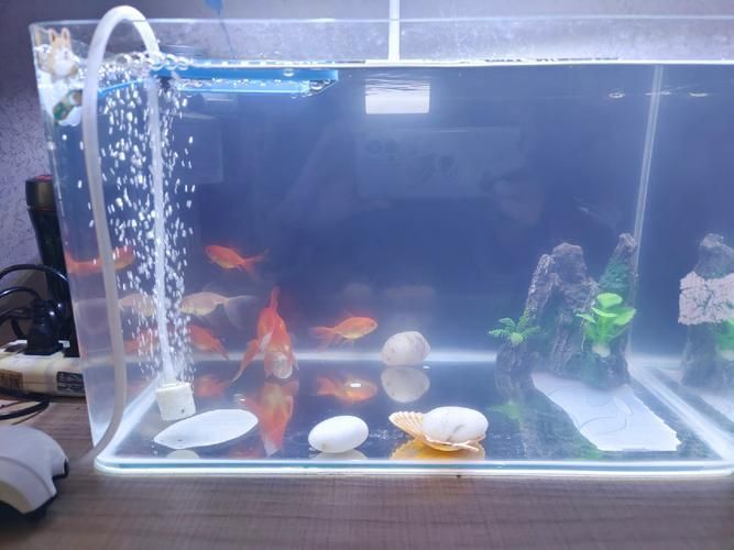 給我一些觀賞魚缸水渾濁的圖片,觀賞魚缸水渾濁是養魚過程中極為常見的問題 龍魚百科 第11張 給我一些觀賞魚缸水渾濁的圖片,觀賞魚缸水渾濁是養魚過程中極為常見的問題 給我一些觀賞魚缸水渾濁的圖片,觀賞魚缸水渾濁是養魚過程中極為常見的問題 龍魚百科 第11張