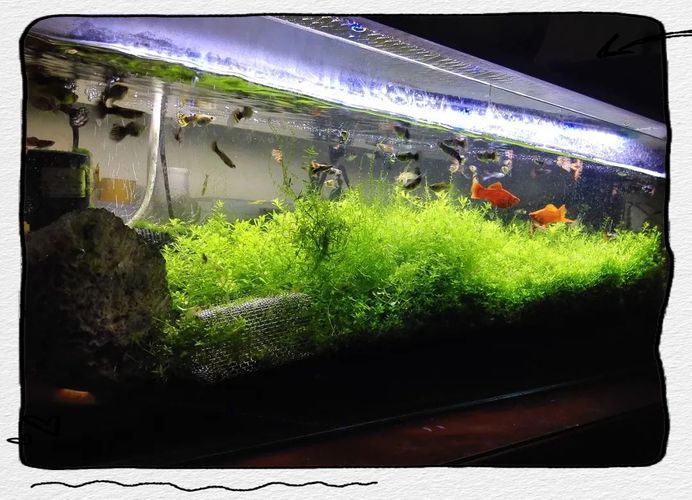 給我一些觀賞魚缸水渾濁的圖片,觀賞魚缸水渾濁是養魚過程中極為常見的問題 龍魚百科 第14張 給我一些觀賞魚缸水渾濁的圖片,觀賞魚缸水渾濁是養魚過程中極為常見的問題 給我一些觀賞魚缸水渾濁的圖片,觀賞魚缸水渾濁是養魚過程中極為常見的問題 龍魚百科 第14張