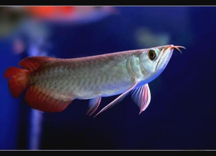龍魚得了病后多久會恢復健康?,腫魚得了病,多久會恢復,隔離? 龍魚百科 第4張 龍魚得了病后多久會恢復健康?,腫魚得了病,多久會恢復,隔離? 龍魚得了病后多久會恢復健康?,腫魚得了病,多久會恢復,隔離? 龍魚百科 第4張