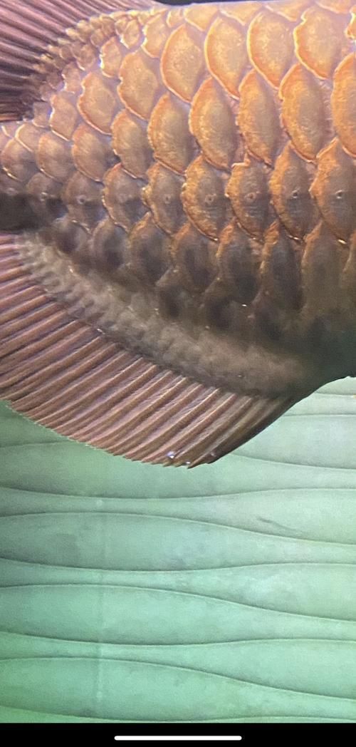 龍魚水溫32度會活多久？