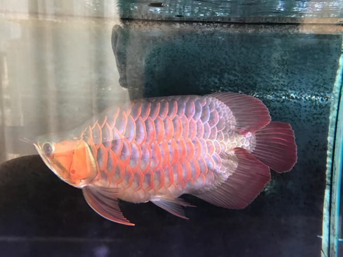 短身龍魚有哪些品種，短身龍魚有哪些品種短身龍魚有哪些品種短身龍魚有哪些品種 短身龍魚有哪些品種，短身龍魚有哪些品種短身龍魚有哪些品種短身龍魚有哪些品種 龍魚百科 第8張