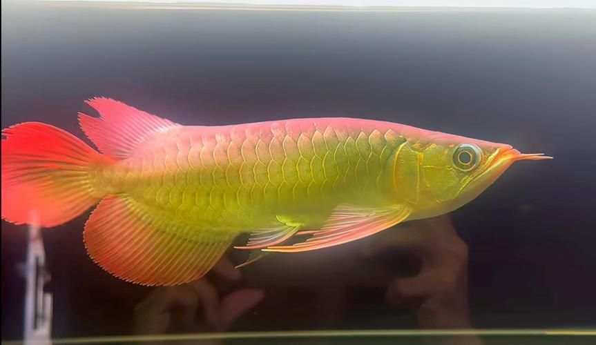 短身龍魚有哪些品種，短身龍魚有哪些品種短身龍魚有哪些品種短身龍魚有哪些品種 短身龍魚有哪些品種，短身龍魚有哪些品種短身龍魚有哪些品種短身龍魚有哪些品種 龍魚百科 第2張
