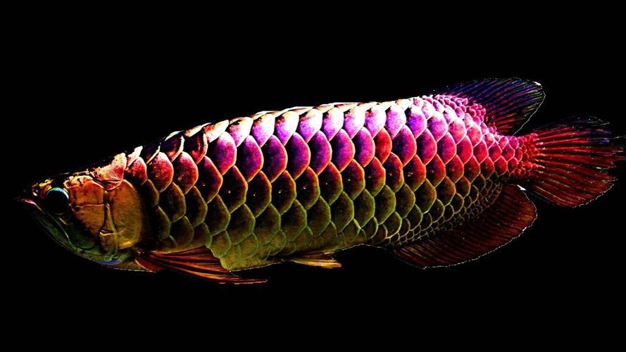 能提供更多九龍魚的圖片嗎？ 能提供更多九龍魚的圖片嗎？ 龍魚百科 第17張